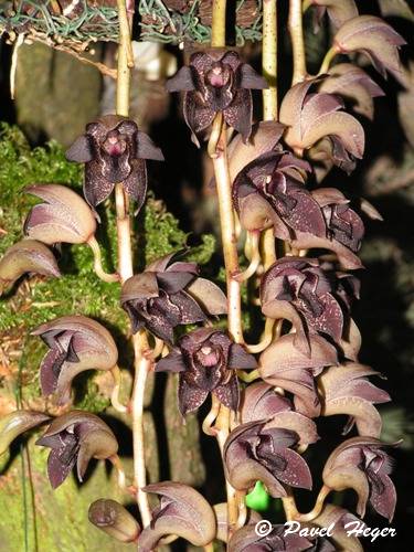 Grammatophyllum stapeliiflorum